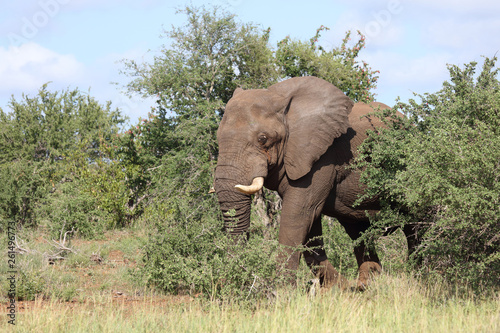 Afrikanischer Elefant   African elephant   Loxodonta africana