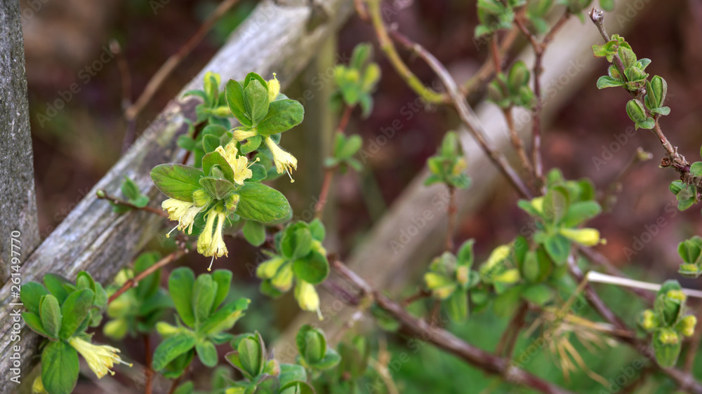 Blooming honeysuckle flowers in spring garden. Lonicera caerulea bush Blooming honeysuckle flowers in spring garden. Lonicera caerulea bush