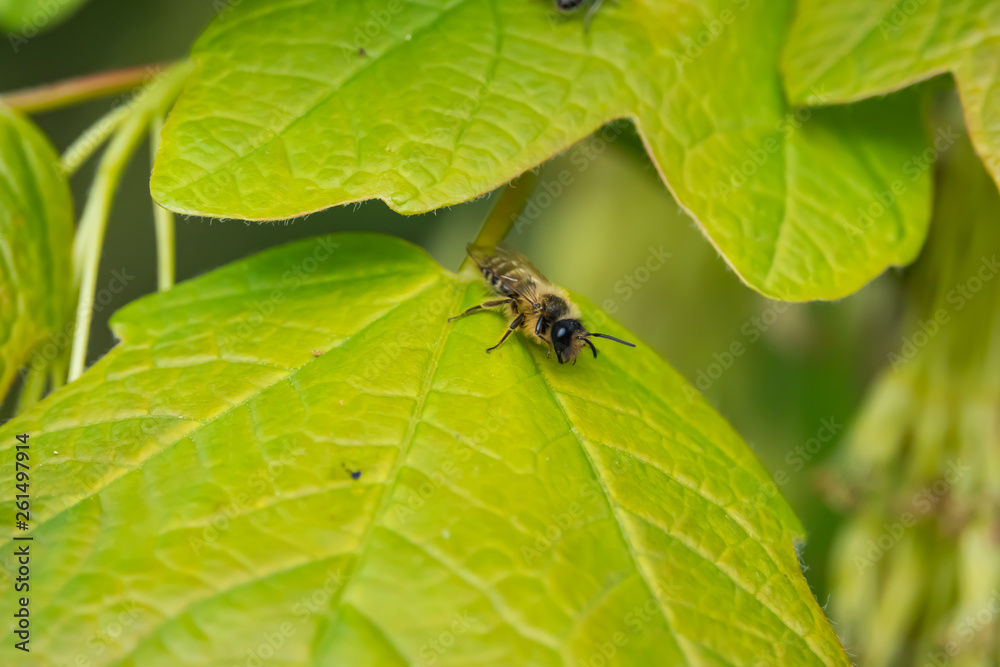 Mining Bee on Leaf in Springtime Mining Bee on Leaf in Springtime