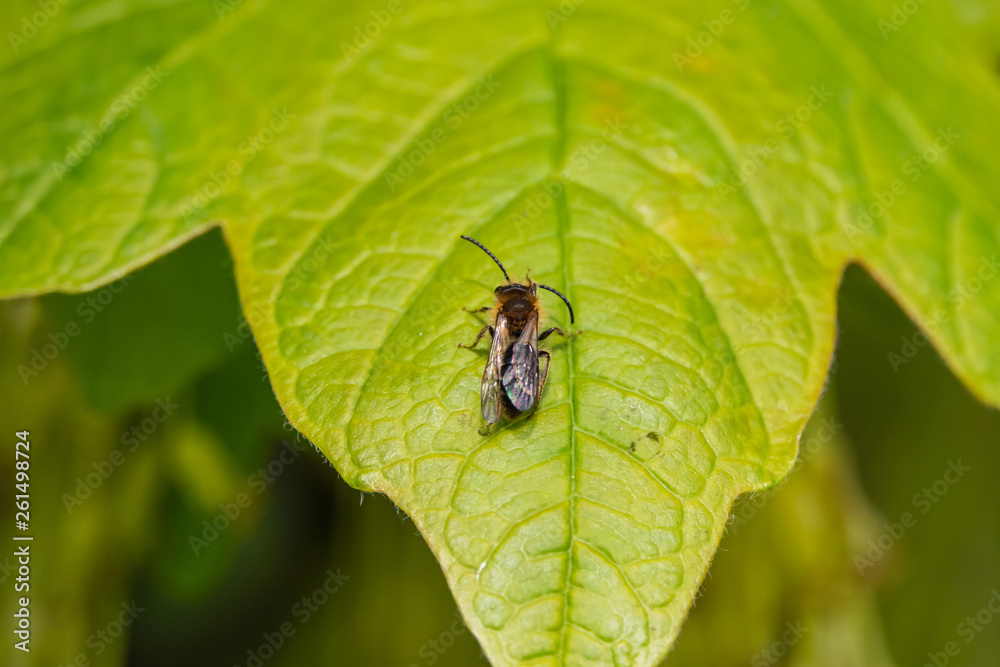 Mining Bee on Leaf in Springtime Mining Bee on Leaf in Springtime