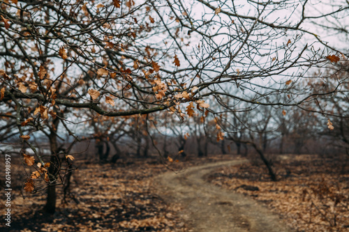 scorched earth and trees