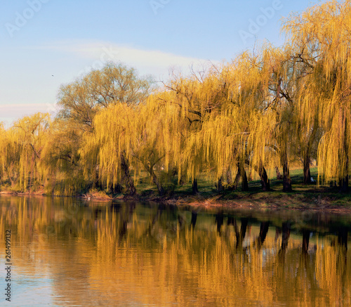 Yellow spring with beautiful trees and river