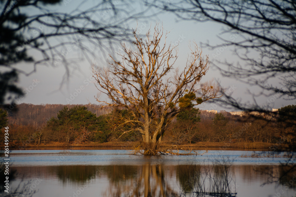 lonely tree standing in the water reflection lonely tree standing in the water reflection