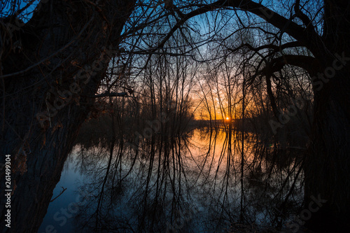 trees in water reflected at sunrise silhouettes © YERMAKAVETS