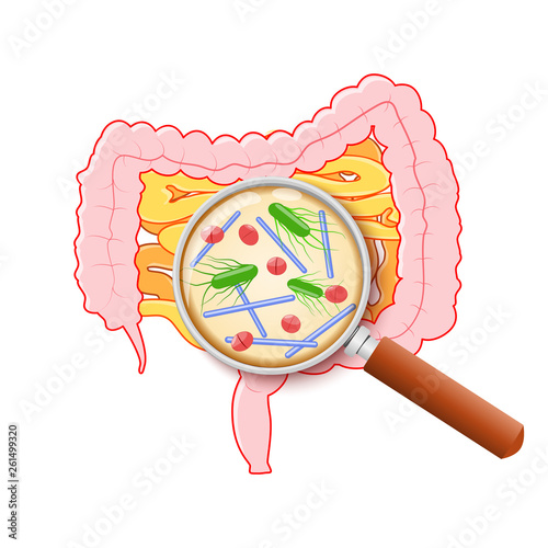 Human small intestine, colon and magnifying glass. Close-up of bad bad bacteria