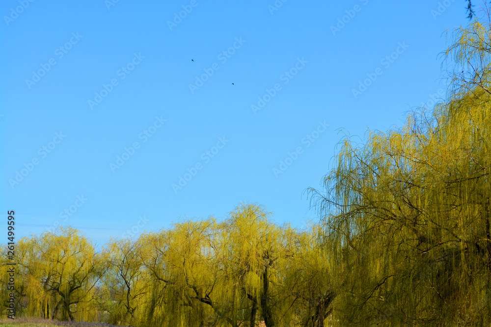 Fototapeta premium Green tree on the nature