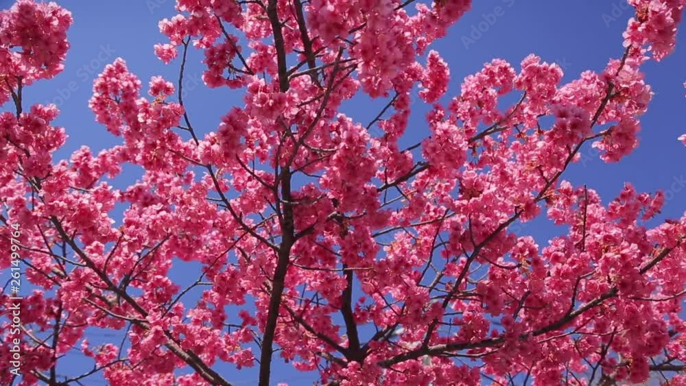 Cherry blossom closeup shot with the sunlight in the background. Rays of light shining through the branches covered with pink blooms. Cherry blossom closeup shot with the sunlight in the background. Rays of light shining through the branches covered with pink blooms.