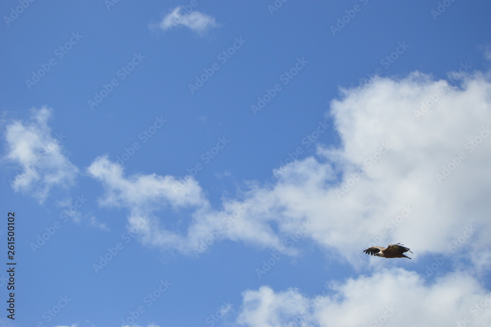 Ave rapaz en vuelo