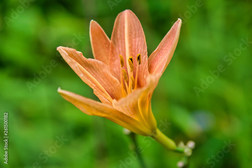 Lily flower on green grass background