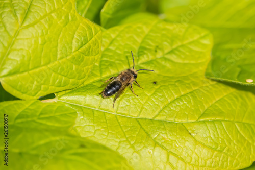 Mining Bee on Leaf in Springtime © Erik