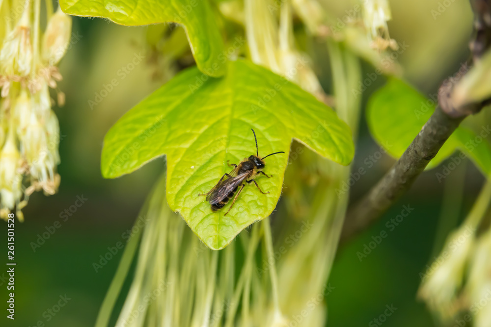 Mining Bee on Leaf in Springtime