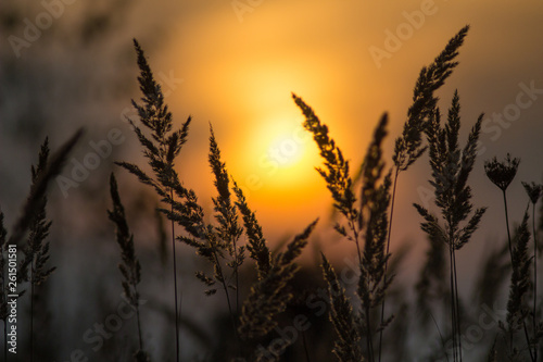 beautiful plant at sunset silhouette © YERMAKAVETS