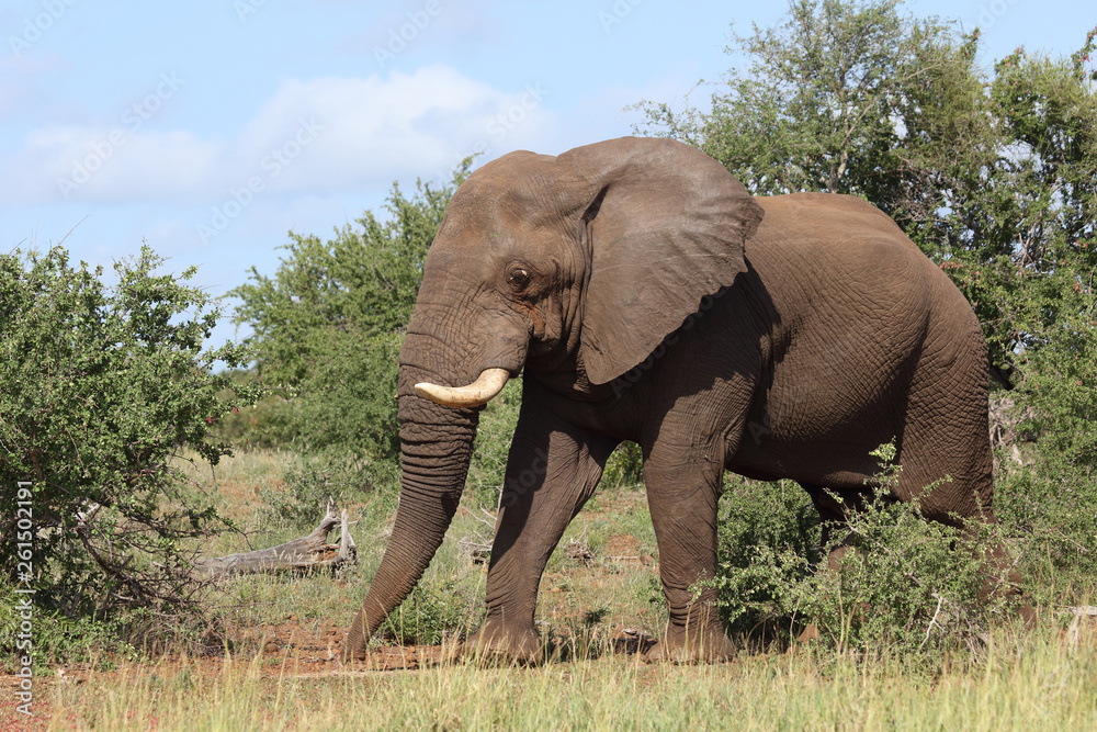 Afrikanischer Elefant / African elephant / Loxodonta africana Afrikanischer Elefant / African elephant / Loxodonta africana