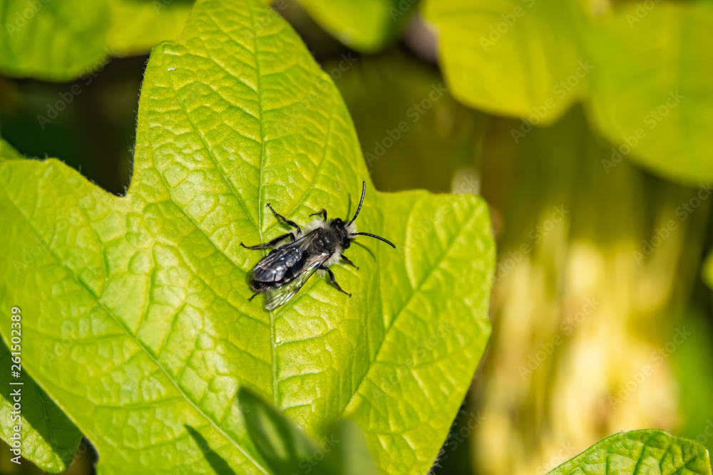 Mining Bee on Leaf in Springtime Mining Bee on Leaf in Springtime