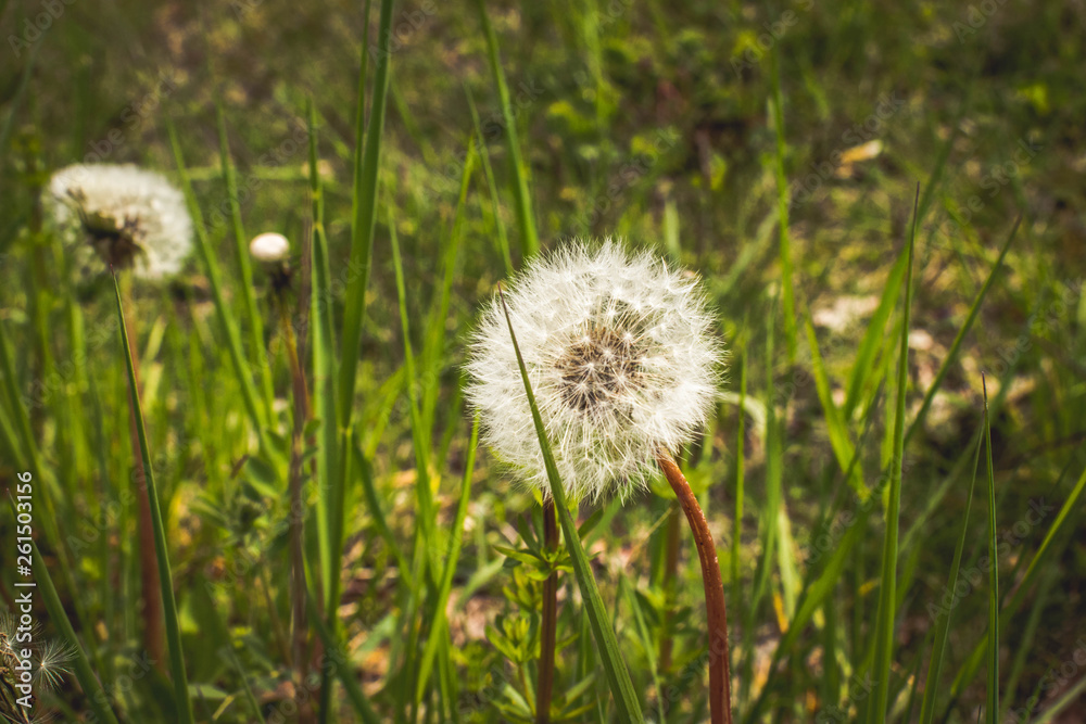 Blume Blume