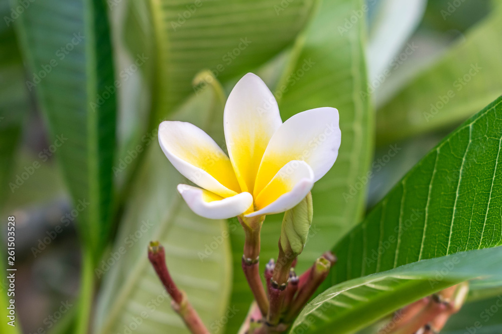 Fototapeta premium Blume