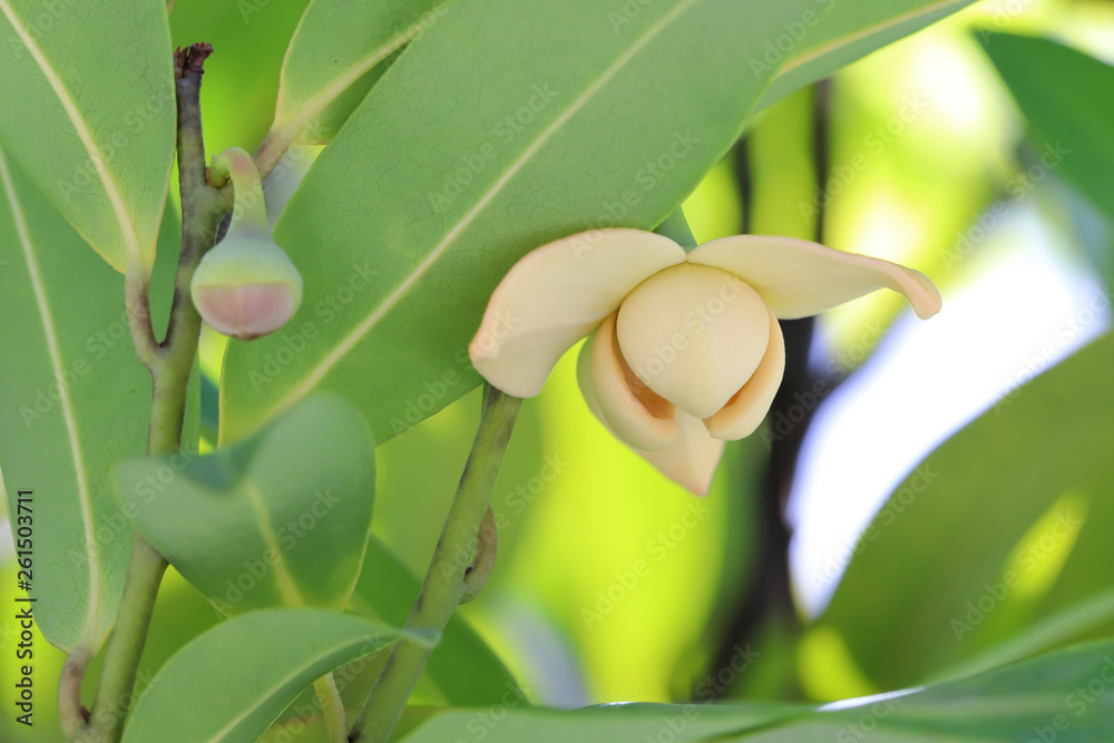 Obraz premium Melodorum fruticosum leaf and yellow flower on blurred background. 
