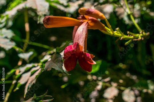 Beautiful Flower