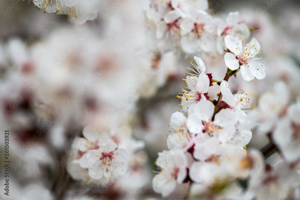 apricot flower spring nature close up macro apricot flower spring nature close up macro