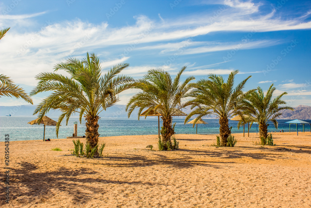 picturesque perfect paradise sand beach palm trees along waterfront Red sea coast line, summer vacation and world travel concept picture for tourist agency 
