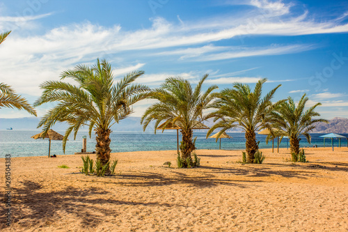 picturesque perfect paradise sand beach palm trees along waterfront Red sea coast line  summer vacation and world travel concept picture for tourist agency 