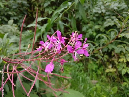 Beautiful Flower