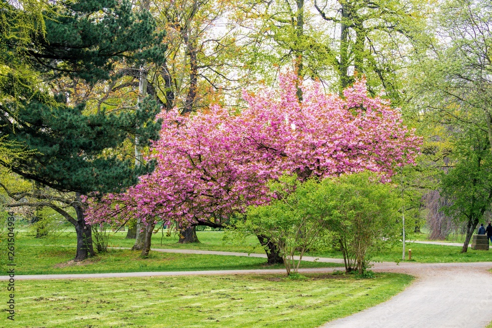 Naklejka premium Beautiful Flower