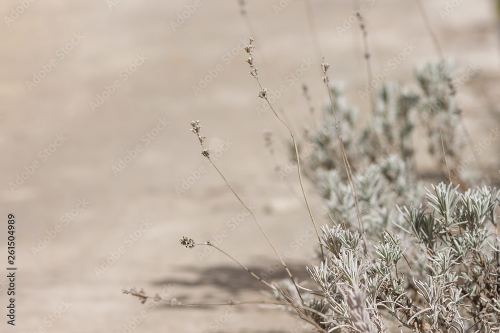 Lavender. Nature background of silver foliage. The small depth of field Lavender. Nature background of silver foliage. The small depth of field