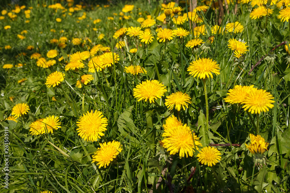 Yellow flower of dandelion in green grass. Spring photo. Background. Close-up