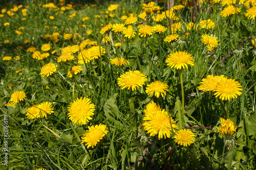 Yellow flower of dandelion in green grass. Spring photo. Background. Close-up