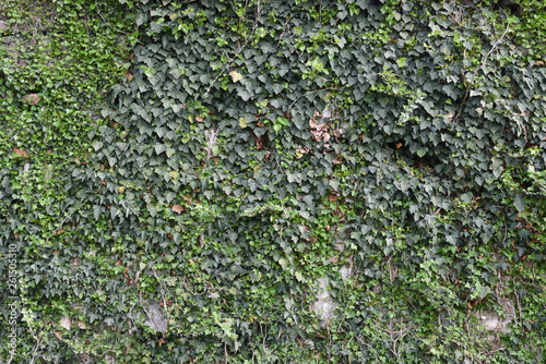 Liana climber plant texture background
