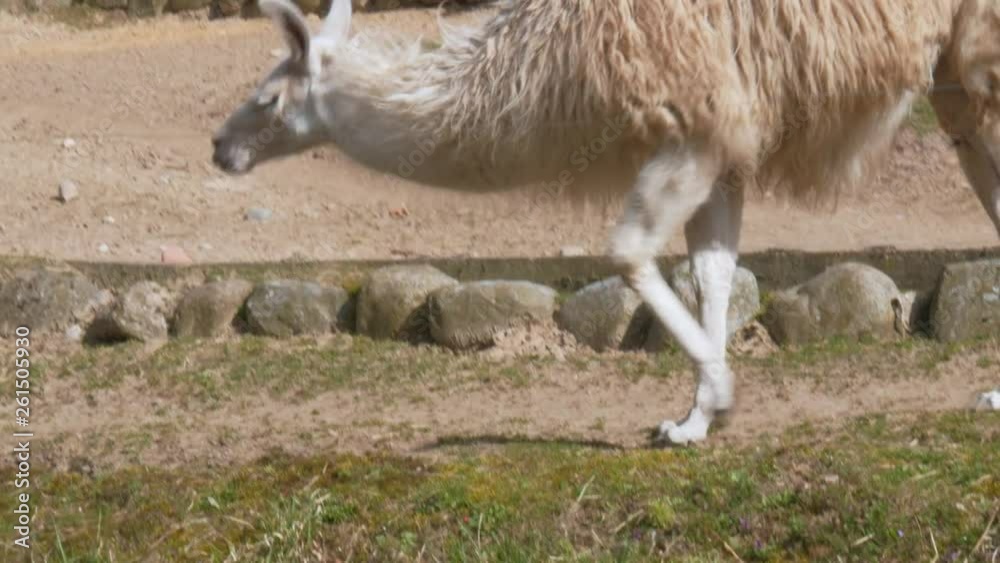 lama, llama, lame, lama glama eating grass