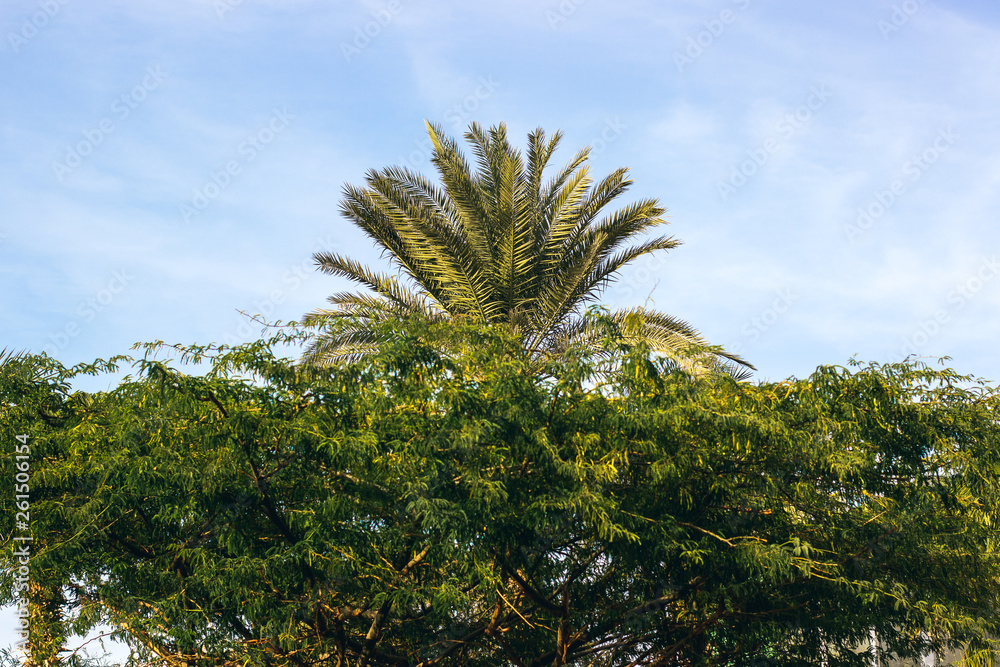 symmetry tropic park outdoor natural south environment scenic landscape with high palm above common green tree branches symmetry tropic park outdoor natural south environment scenic landscape with high palm above common green tree branches