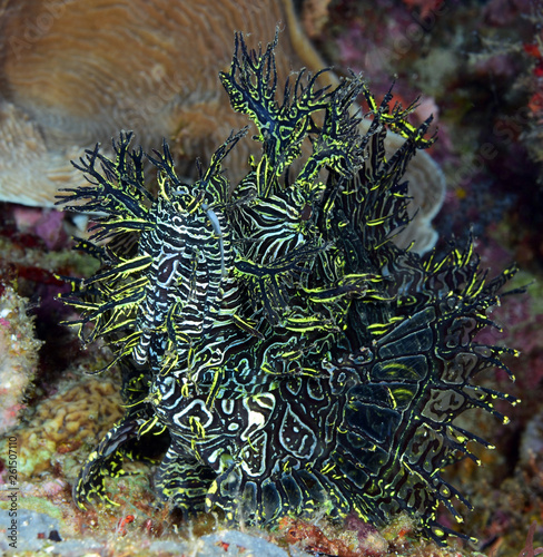 Incredible Underwater World - Lacy scorpionfish - Rhinopias aphanes. Papua New Guinea, Milne Bay. photo