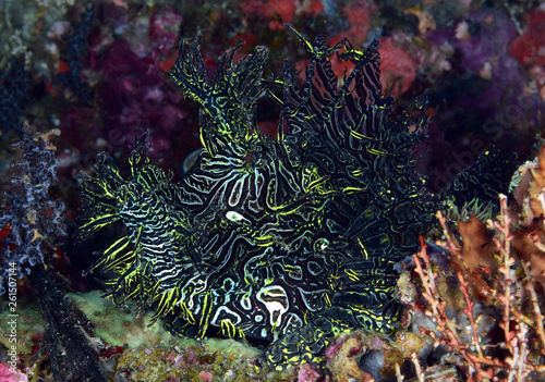 Incredible Underwater World - Lacy scorpionfish - Rhinopias aphanes. Papua New Guinea, Milne Bay. photo