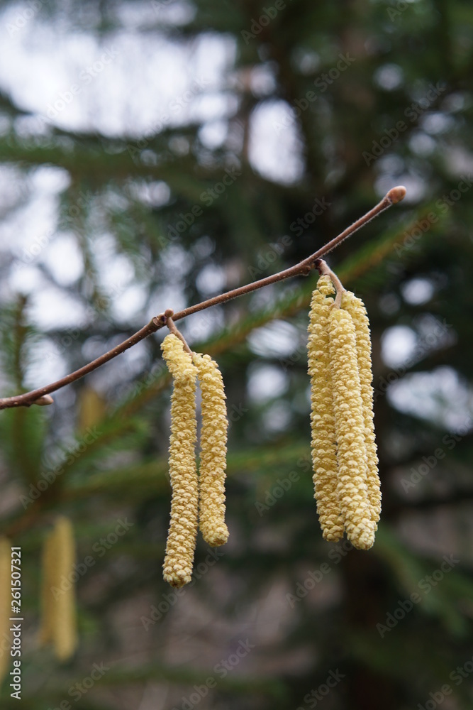 catkins of willow catkins of willow