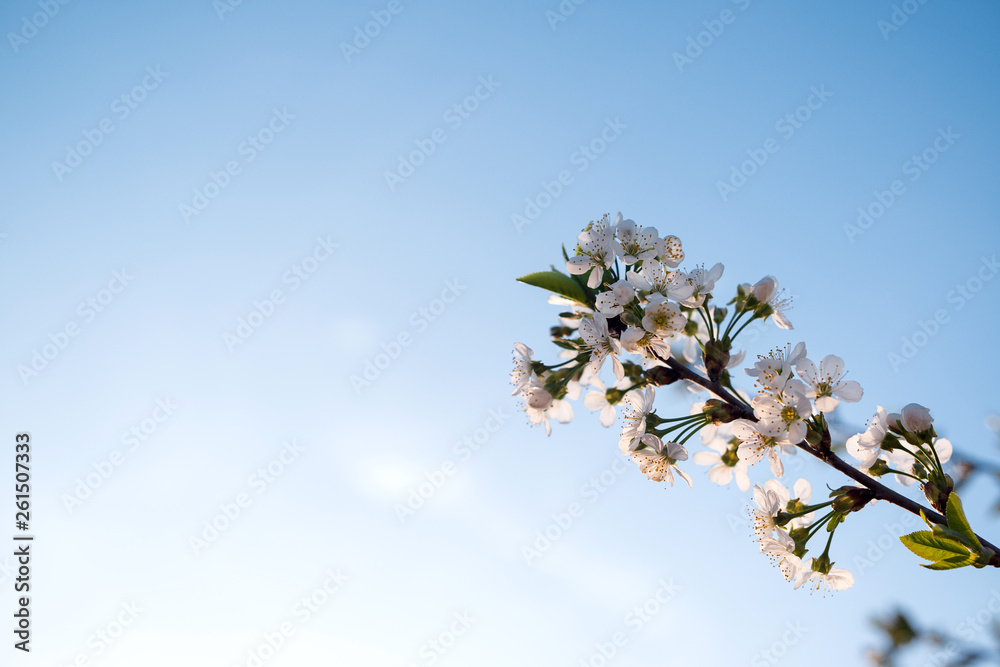 Branches of blossoming apricot on blue sky background. Easter and spring greeting cards concept. Copy space. Spring blooming tree branch. Branches of blossoming apricot on blue sky background. Easter and spring greeting cards concept. Copy space. Spring blooming tree branch.