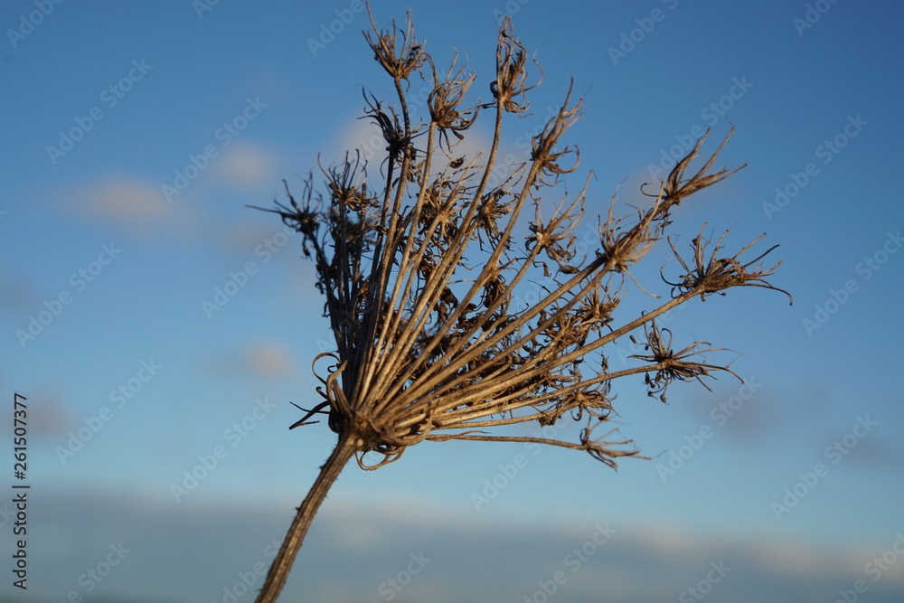 branch of a dead tree branch of a dead tree