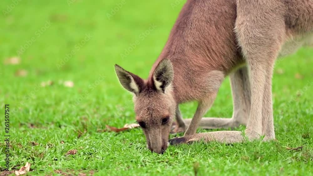 Traditional Australian animal feeding itself on the grassland. Adult mammal looking directly into the camera and continue to eat. Traditional Australian animal feeding itself on the grassland. Adult mammal looking directly into the camera and continue to eat.