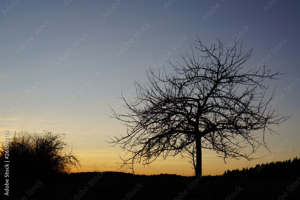 tree at sunset