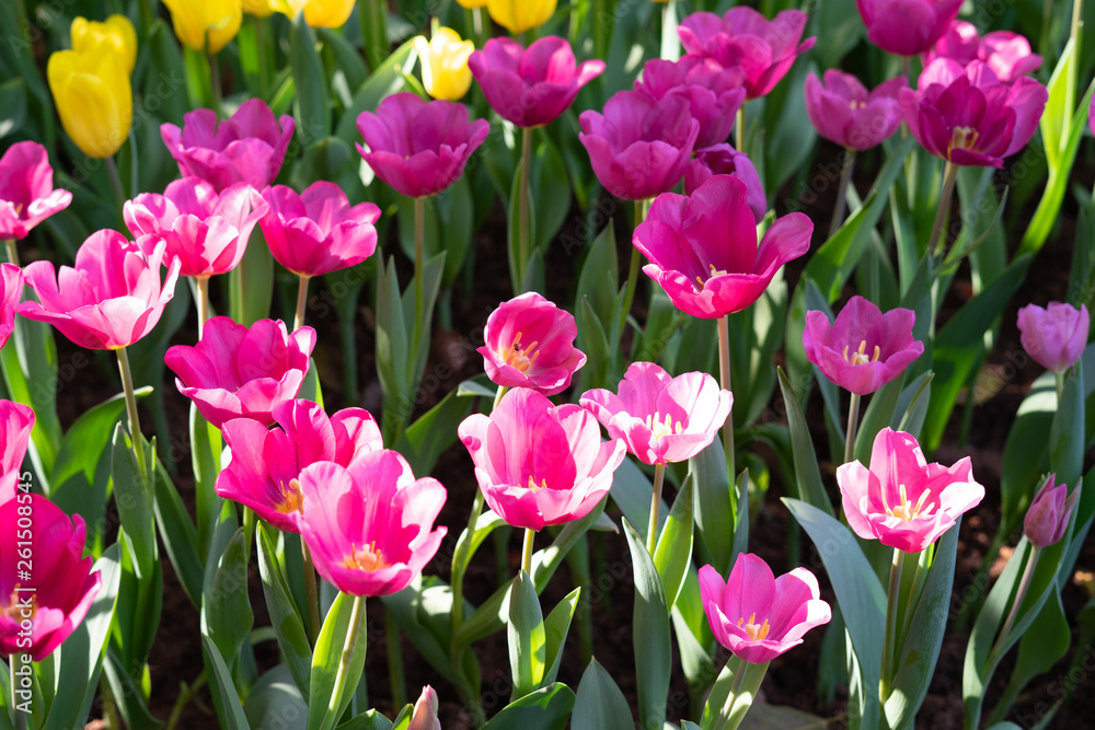 Colorful tulips field, vivid pink tulips with bright yellow tulips background. Tulip is the Netherlands' national flower. Tulip bulbs are a good substitute for onions in cooking. Colorful tulips field, vivid pink tulips with bright yellow tulips background. Tulip is the Netherlands' national flower. Tulip bulbs are a good substitute for onions in cooking.