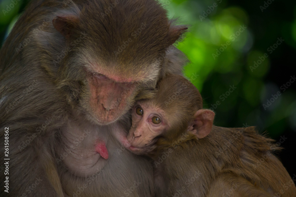 The Rhesus macaque Mother Monkey feeding her Baby on the tree The Rhesus macaque Mother Monkey feeding her Baby on the tree