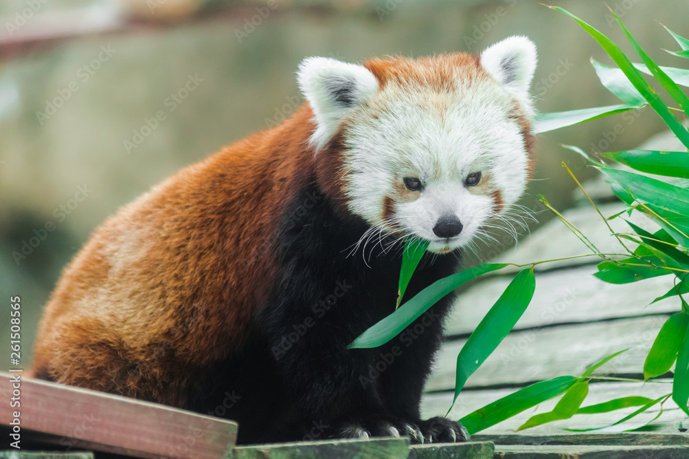 Obraz premium Red panda (Ailurus fulgens) eating bamboo leaves