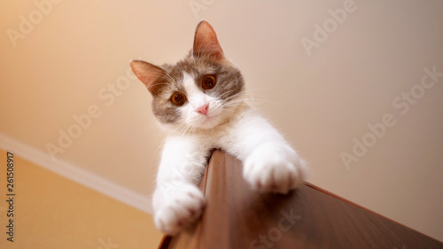 playful cat is lying on the closet and she hangs a paw looking at camera