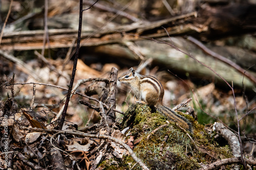Siberian Chipmunk in Springtime
