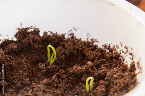 Young seedlings sprouted in a glass in early spring