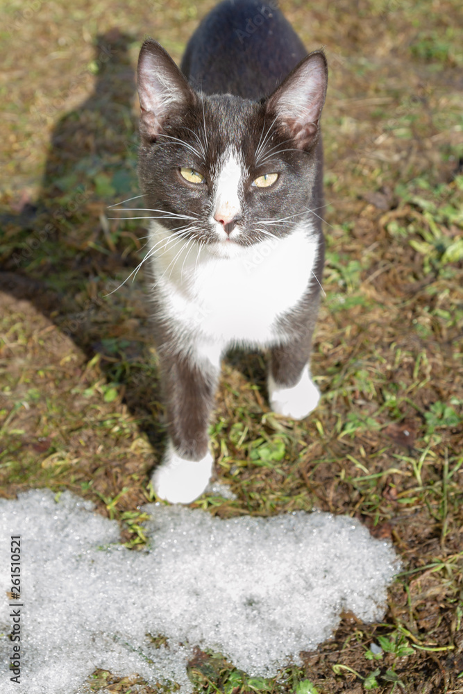 Young black and white cat walks on the street in early spring outside the city