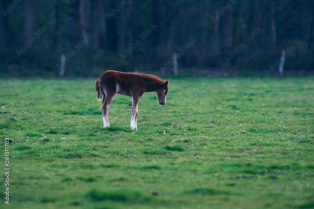Foal in meadow at dusk.