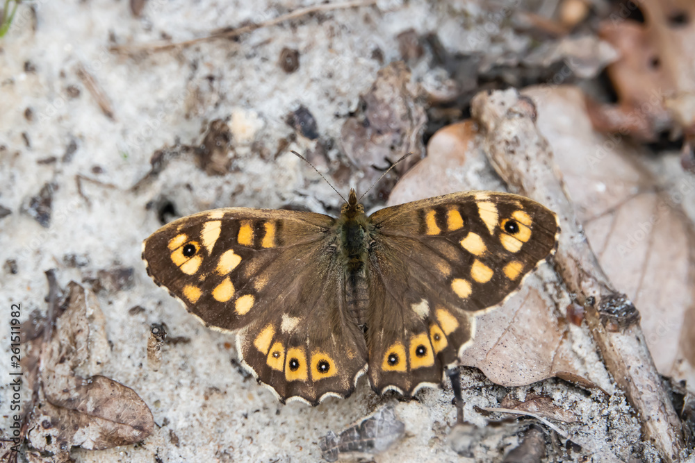 Speckled Wood Butterfly in Springtime Speckled Wood Butterfly in Springtime