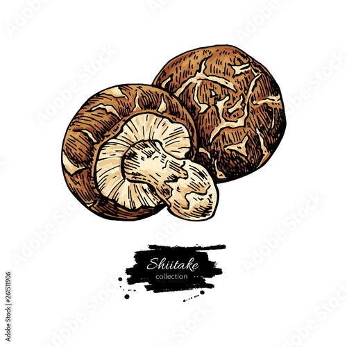Shiitake mushroom hand drawn vector illustration set. Sketch food drawing 